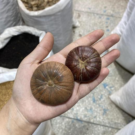 风流果 商品图4