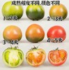 国家地理标志 绿色认证 碱地种植【CCTV推荐-盒马同款盘锦碱地西红柿】高于普通番茄VC含量  顺丰速递 新鲜送到家 商品缩略图3