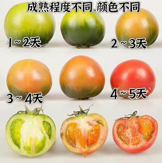 国家地理标志 绿色认证 碱地种植【CCTV推荐-盒马同款盘锦碱地西红柿】高于普通番茄VC含量  顺丰速递 新鲜送到家 商品图3