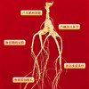 热卖【野山参开窗礼盒】长白山野山参高档礼盒含国检证书东北特产3g/4g/5g 商品缩略图2