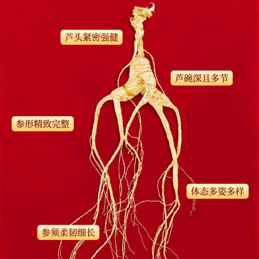 热卖【野山参开窗礼盒】长白山野山参高档礼盒含国检证书东北特产3g/4g/5g 商品图2