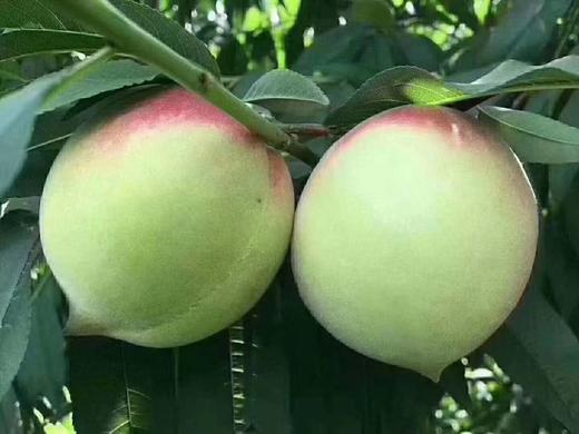 正宗连平鹰嘴桃，产地果园直供精选大果，现摘现发~省内京东冷链包邮到家 商品图4