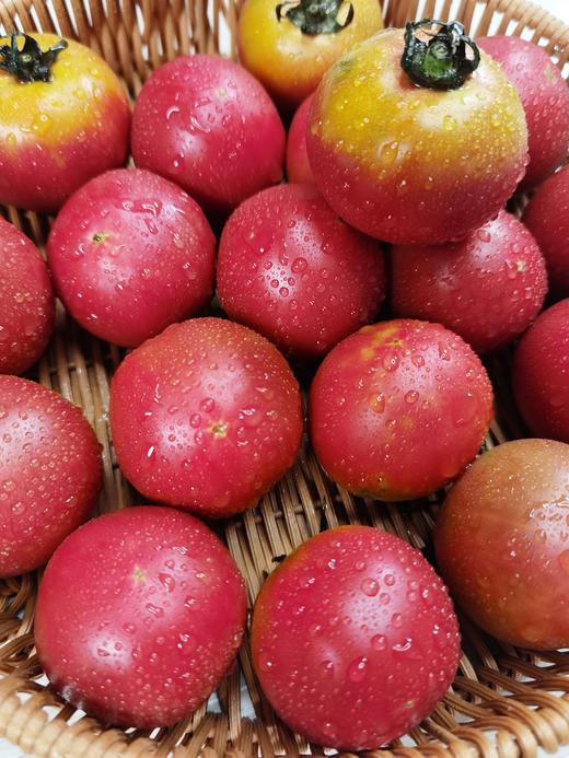 国家地理标志 绿色认证 碱地种植【CCTV推荐-盒马同款盘锦碱地西红柿】高于普通番茄VC含量  顺丰速递 新鲜送到家 商品图6