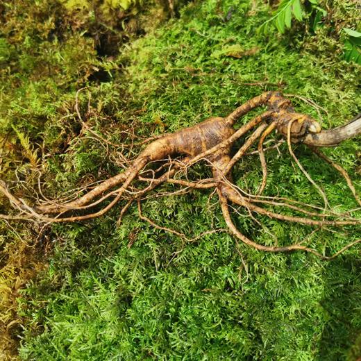 【最后1天】正安15年/20年野山参人参鲜参 籽货鲜参 大于15g/根【不可用券】【下单后预计3天发货】 商品图3