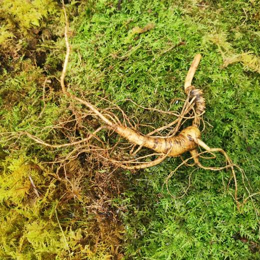 【最后1天】正安15年/20年野山参人参鲜参 籽货鲜参 大于15g/根【不可用券】【下单后预计3天发货】 商品图0