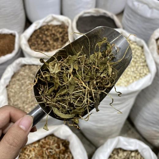 蛇须草 一支箭 商品图4