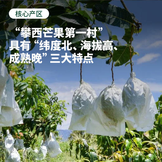 心选丨红头凯特芒 多肉芒芒 肉厚多汁大脸芒 5/8斤 商品图2