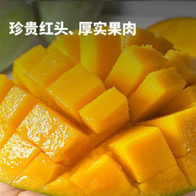【预售中】攀枝花凯特芒 | 多肉芒芒 肉厚多汁大脸芒 芒果新鲜水果  甜度高达19 精品红头 5斤礼盒装