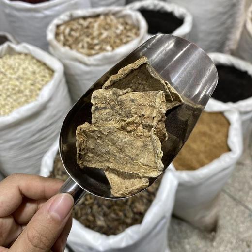 山乌龟 地不容 商品图3