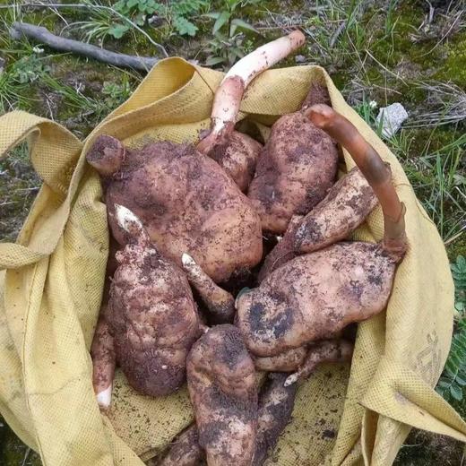 深山乌天麻 商品图4