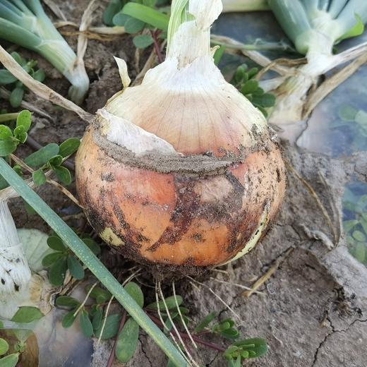 有机紫洋葱 紫洋葱和黄洋葱可选 口感脆甜微辣 紫洋葱是水果洋葱，适合生食、凉拌或炒食；黄洋葱炒食很甜 商品图3