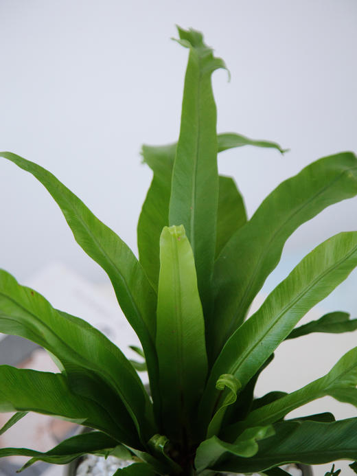 火焰鸟巢蕨 商品图2