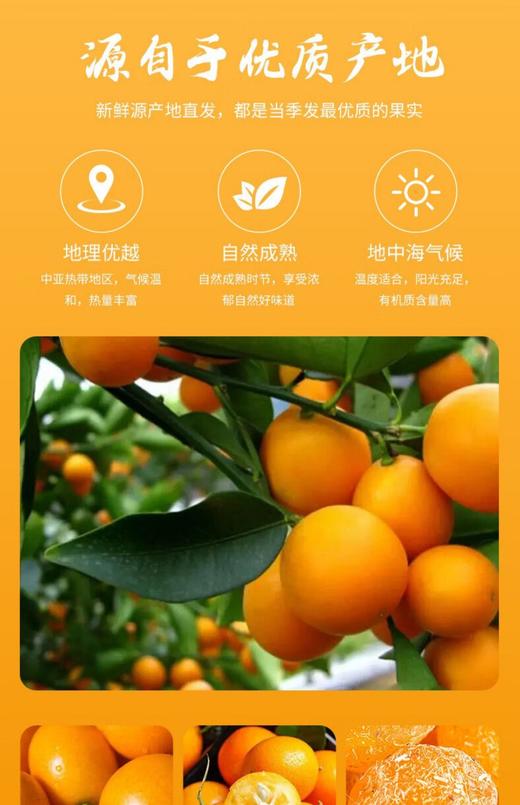 绿度山庄金桔家庭装 商品图4