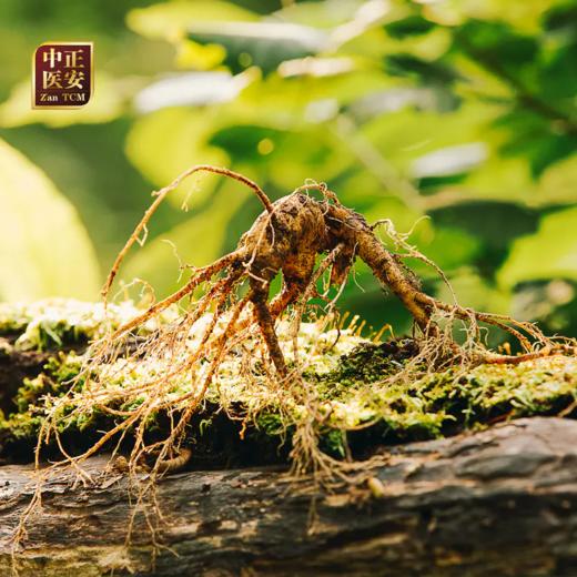 【最后1天】正安15年/20年野山参人参鲜参 籽货鲜参 大于15g/根【不可用券】【下单后预计3天发货】 商品图1