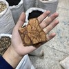 九龙藤 商品缩略图4