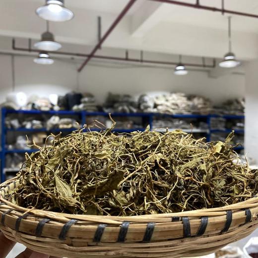 蛇须草 一支箭 商品图1