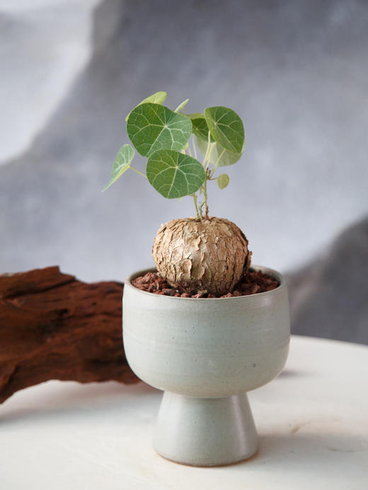 山乌龟 商品图1