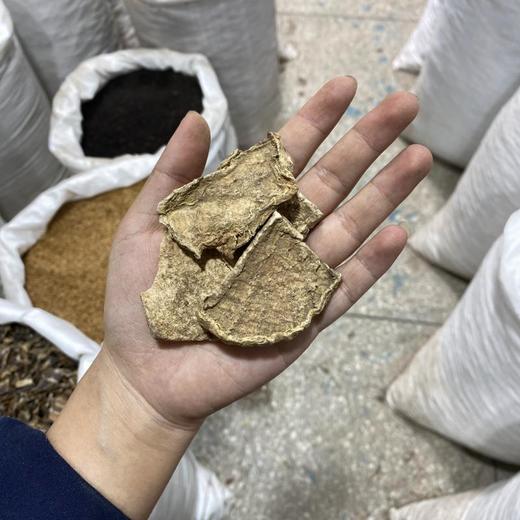 山乌龟 地不容 商品图4