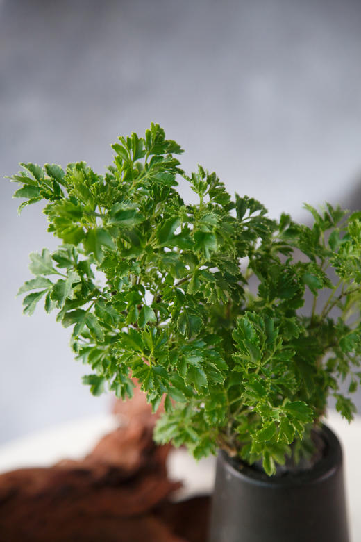 福禄桐 商品图1