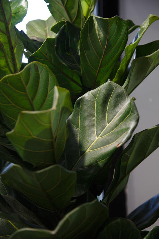 琴叶榕 商品图1