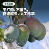 心选丨红头凯特芒 多肉芒芒 肉厚多汁大脸芒 5/8斤 商品缩略图4