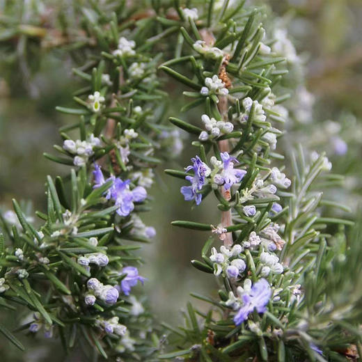 唯肯 马鞭草酮迷迭香纯露500ML 祛痘痘温和溶解黑头脂肪颗粒 铝制瓶体安全方便携带 商品图3