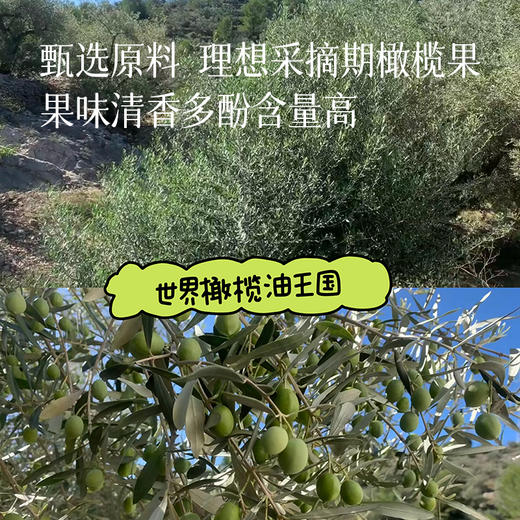 【初榨特级橄榄油】西班牙原装进口 对比了一圈后选出来的 适合凉拌和低温油煎~ 湖州仓 商品图4