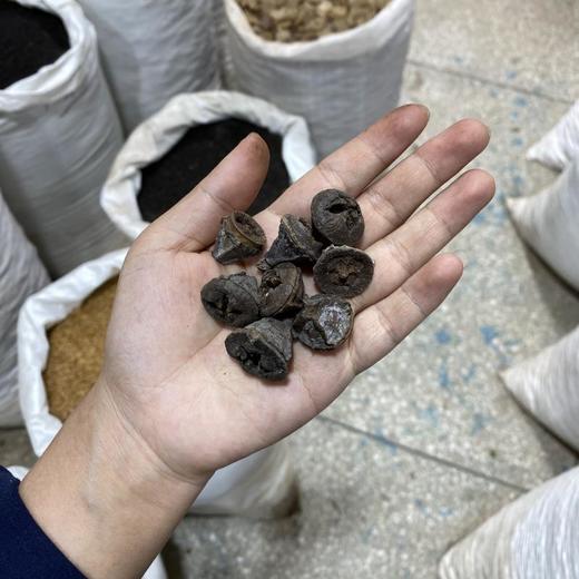 一口钟 商品图4