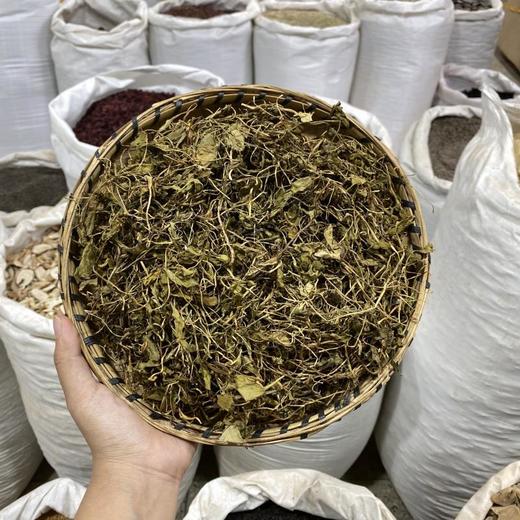 蛇须草 一支箭 商品图0