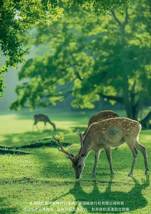 【本州尊享】 精华六日游-东版 商品图2