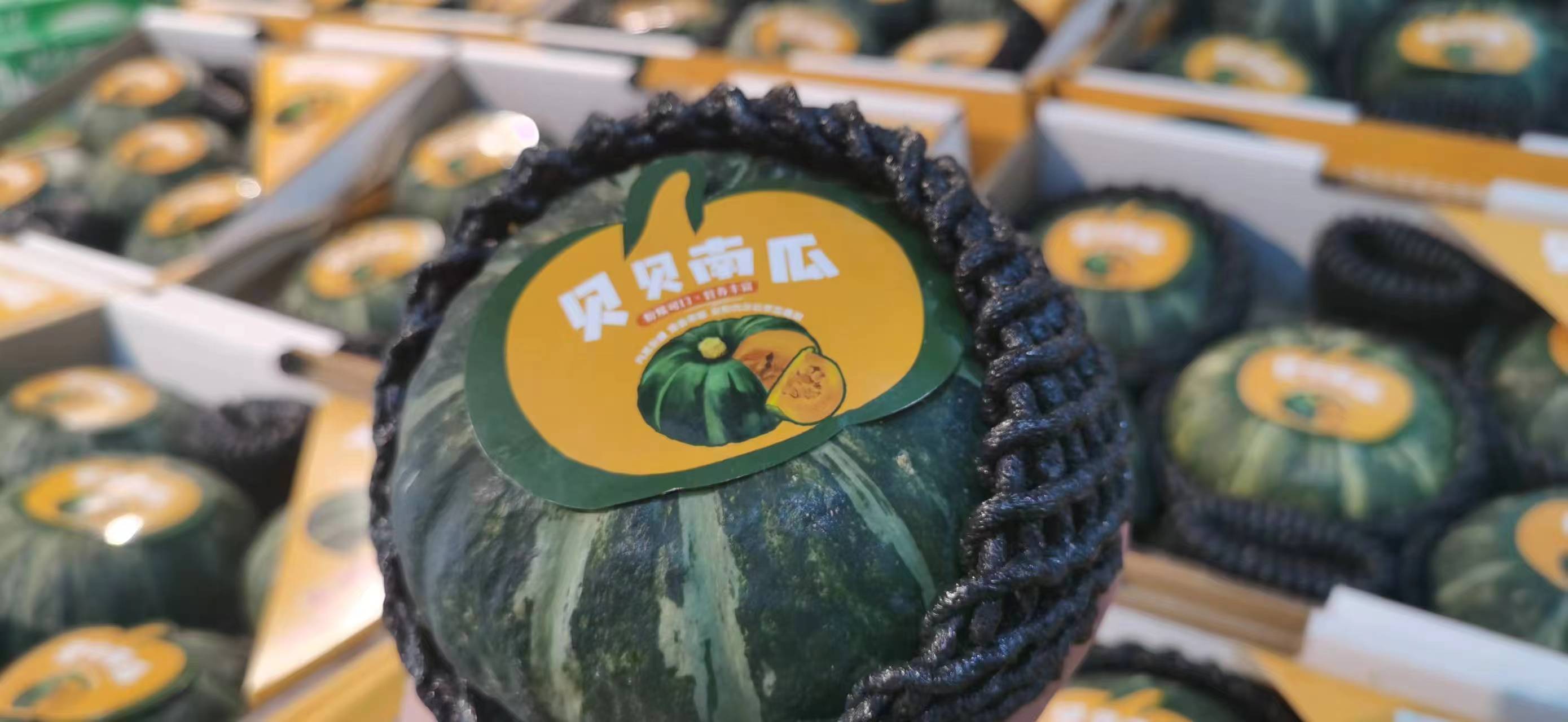 【预售】贝贝南瓜，小巧玲珑，粉糯诱人 低热量、高饱腹感. 香、粉、糯，板栗味儿， 满88包邮