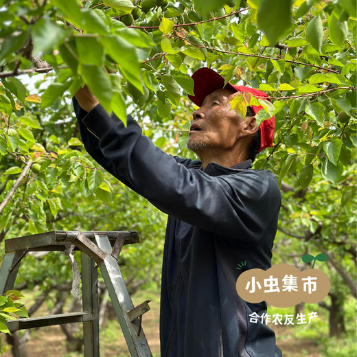 生态金杏干 100g/袋 |  合作农友生产，产自山西运城，生产者：胡雅超 &【公平贸易农人定价】 商品图11