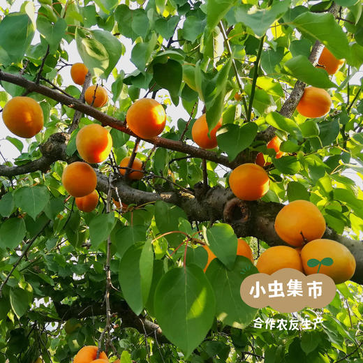 生态金杏干 100g/袋 |  合作农友生产，产自山西运城，生产者：胡雅超 &【公平贸易农人定价】 商品图5