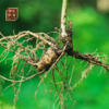 【最后1天】正安15年/20年野山参人参鲜参 籽货鲜参 大于15g/根【不可用券】【下单后预计3天发货】 商品缩略图7