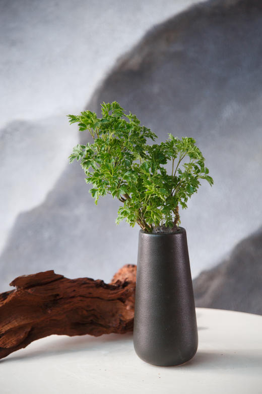 福禄桐 商品图0