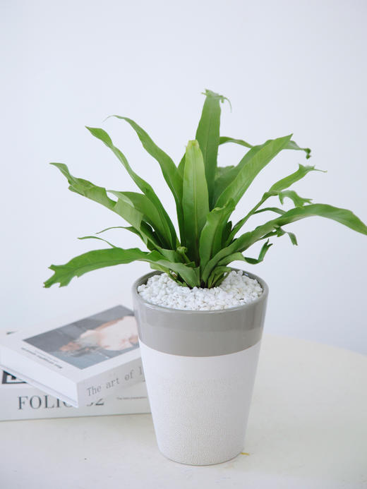 火焰鸟巢蕨 商品图0