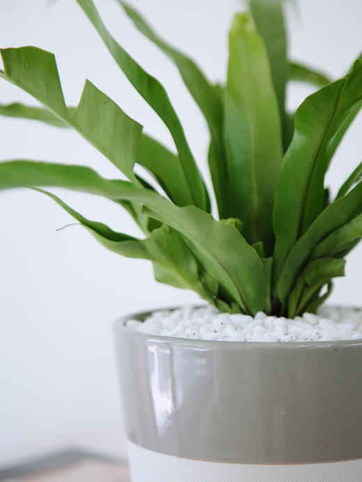 火焰鸟巢蕨 商品图1