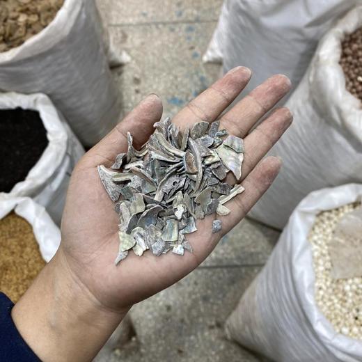 石决明 商品图3