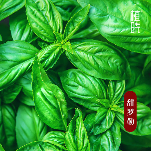 植晓 甜罗勒精油 5ml 商品图1