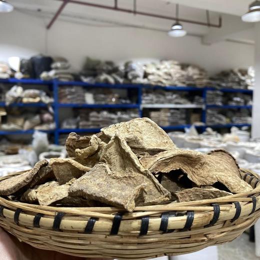 山乌龟 地不容 商品图1