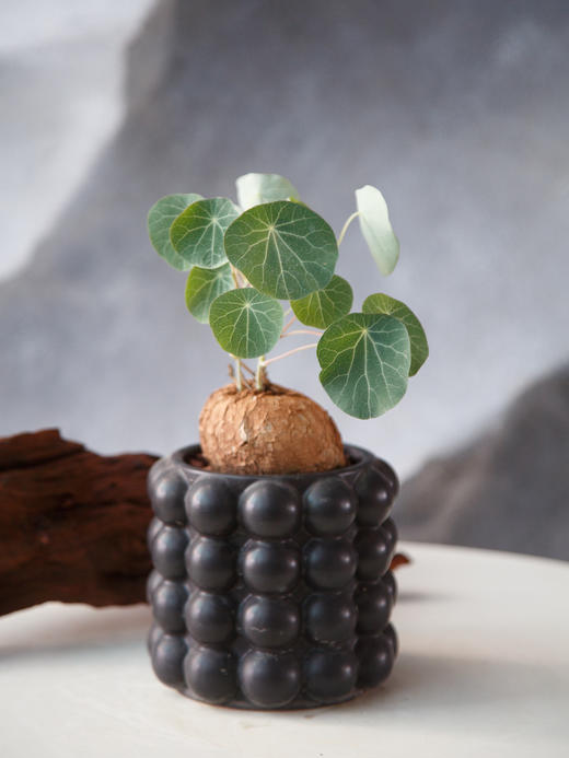 山乌龟 商品图0