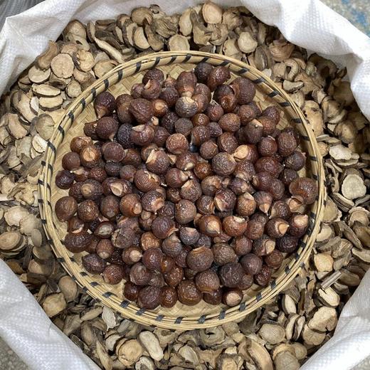 无患子 商品图2