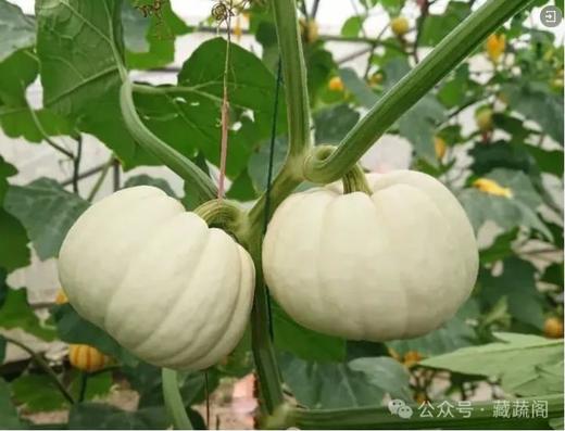 [生鲜蔬果]  “白贝贝”南瓜   线下配送 团购 商品图0