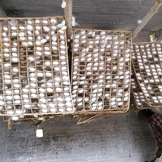 【阿姐家的蚕丝被回来啦】手工拉制！！100%优质双宫茧桑蚕长丝蚕丝被！！免费翻新！！加厚免手工费！！特殊尺寸支持定制！！0710 商品图3