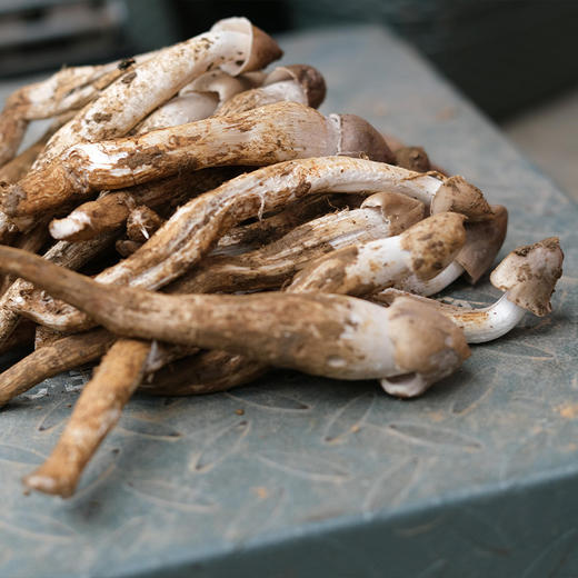 菌子界的“老母鸡”——凉山野生鸡枞 ！味似当年老母鸡，菌肉丝丝分明如鸡腿肉！兼具脆、香、鲜、甜 凉拌、炖汤、油浸鲜掉眉毛继续吃！ 商品图6
