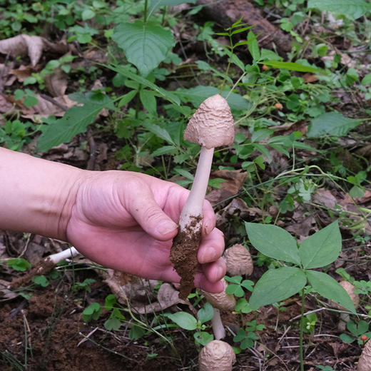 菌子界的“老母鸡”——凉山野生鸡枞 ！味似当年老母鸡，菌肉丝丝分明如鸡腿肉！兼具脆、香、鲜、甜 凉拌、炖汤、油浸鲜掉眉毛继续吃！ 商品图2