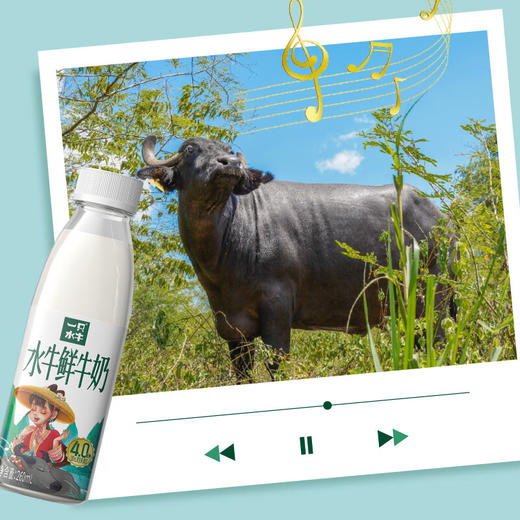 【预售/鲜奶卡】皇氏一只水牛4.0g高钙鲜水牛奶（4瓶*260ml），次月每周一周二配送到家（仅限东莞林语花园、心语花园购买，可配送到家） 商品图3