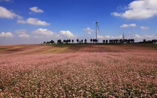 腾格里沙漠粉红湖、定边万亩荞麦花&七彩盐田、波浪谷、雨岔大峡谷、壶口瀑布8天纯玩团 商品图1