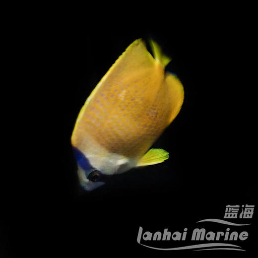 马代菠萝蝶 商品图2