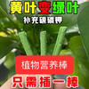 【一个月插1只】绿植肥懒人植物营养棒花家用花卉养花肥料氮磷通用型棒状盆栽缓释 商品缩略图2